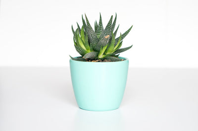 Handmade Terracotta Plant Pot